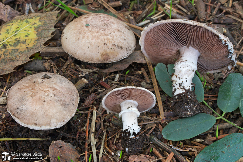 Agaricus cupreobrunneus foto 1