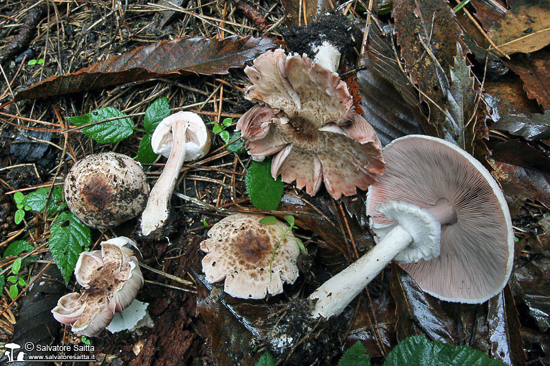 Agaricus koelerionensis foto 1