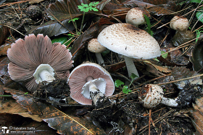 Agaricus koelerionensis foto 2