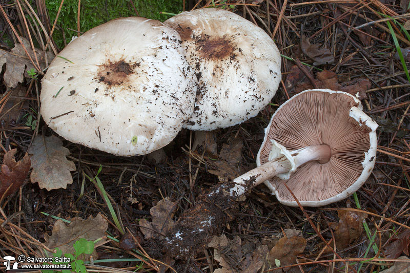 Agaricus koelerionensis foto 3