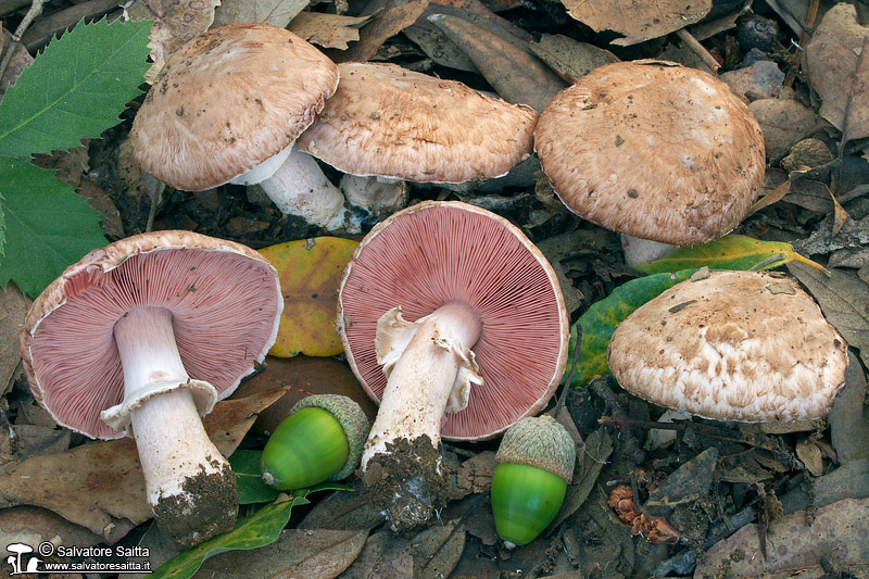 Agaricus langei foto 1