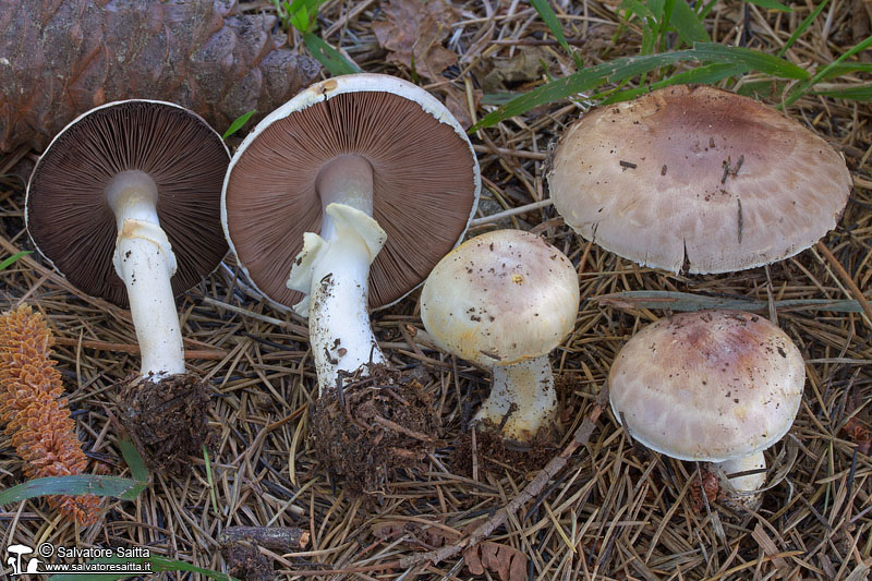 Agaricus porphyrizon foto 1