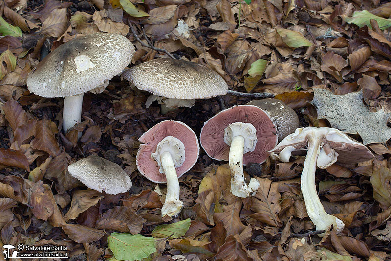 Agaricus praeclaresquamosus foto 1