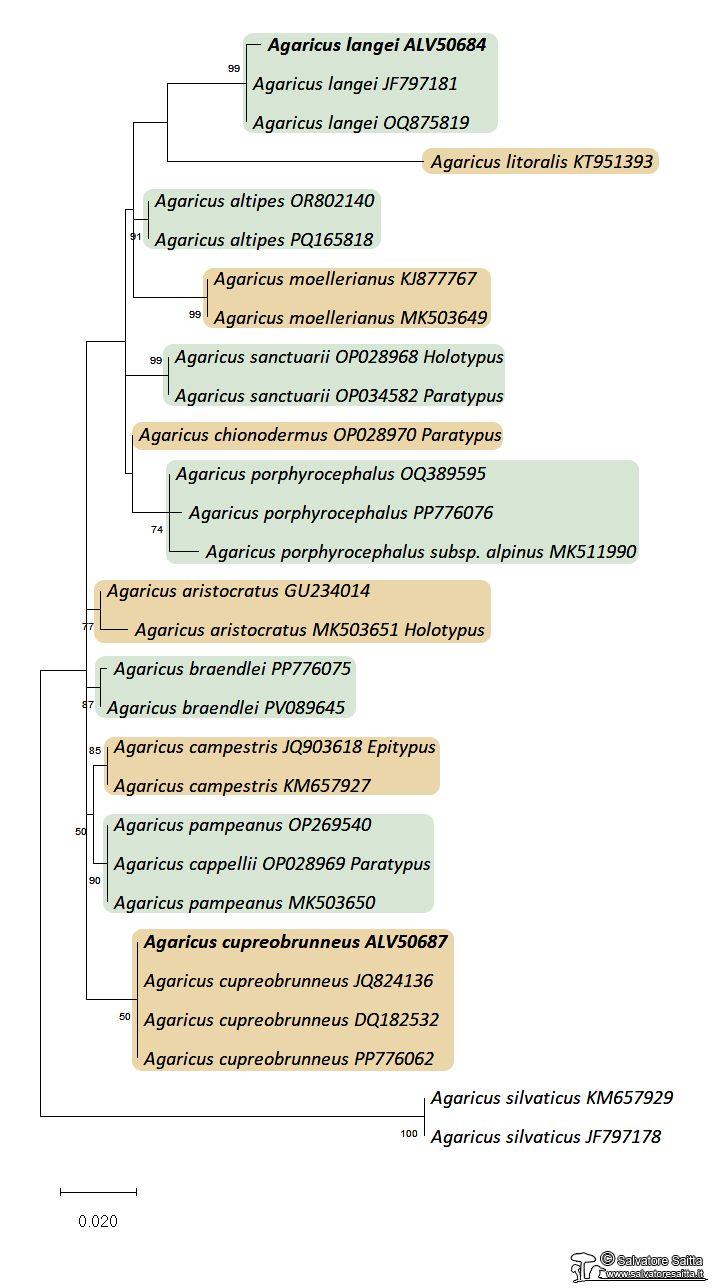 Agaricus sez agaricus albero filogenetico foto 1