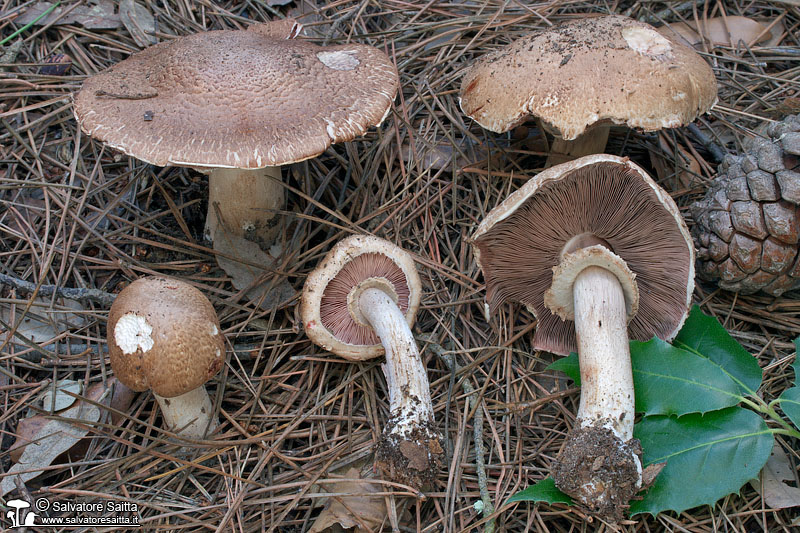 Agaricus sylvaticus foto 1