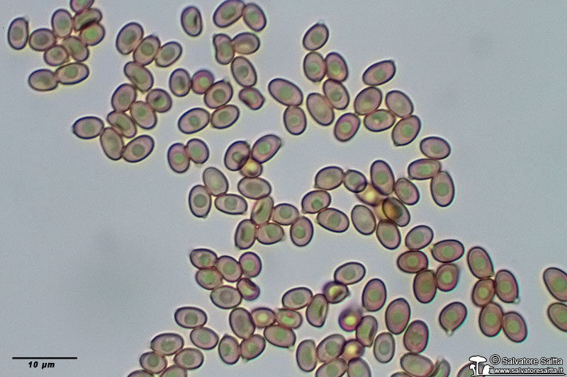 Agaricus sylvaticus spore foto 1