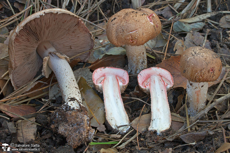 Agaricus sylvaticus foto 2