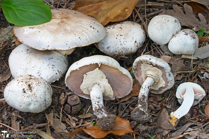 Agaricus xanthodermus foto 1