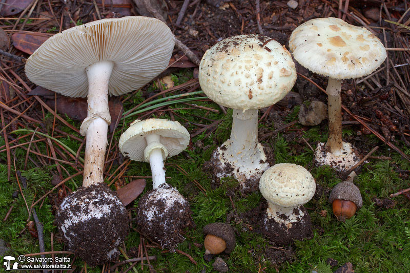 Amanita citrina foto 5