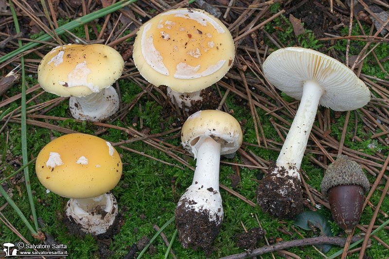 Amanita junquillea foto 7