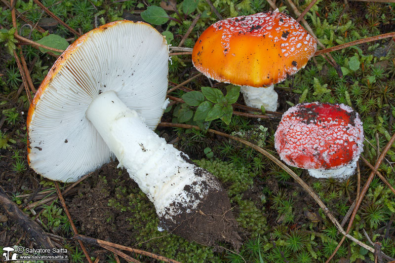 Amanita muscaria foto 5
