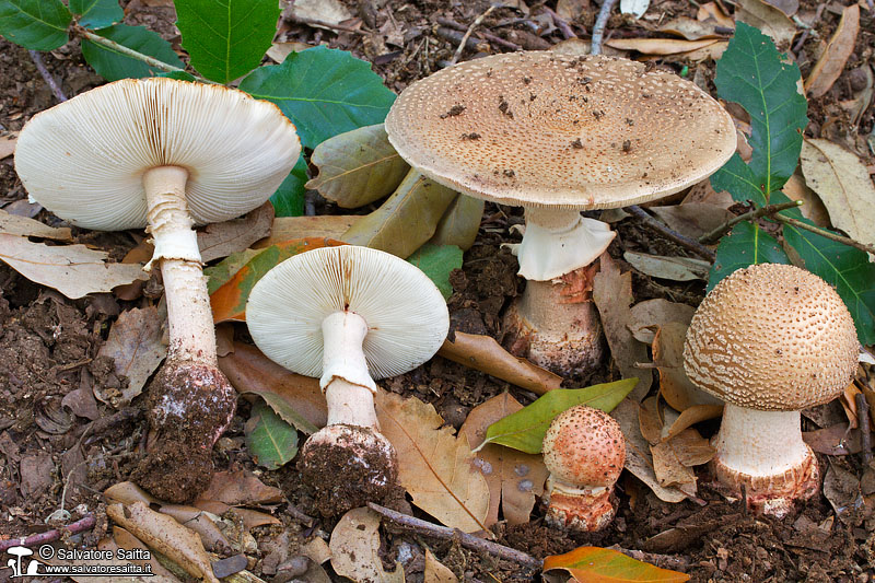 Amanita rubescens foto 3