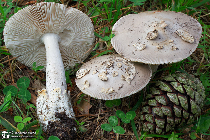 Amanita supravolvata foto 1