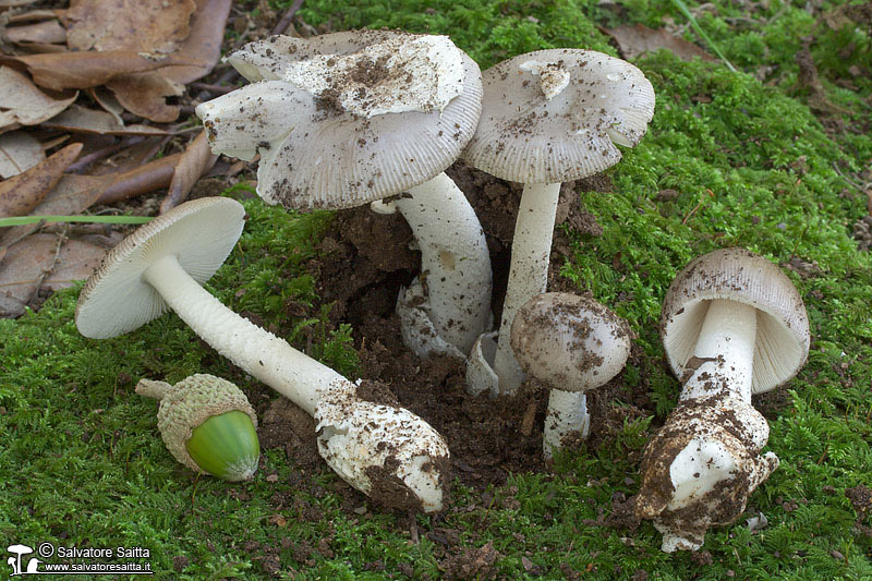 Amanita vaginata foto 1