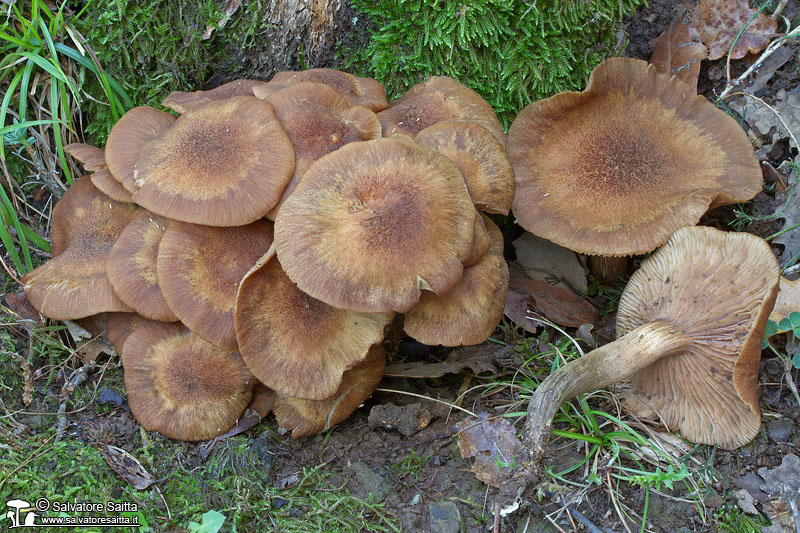 Armillaria tabescens foto 1