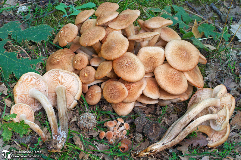 Armillaria tabescens foto 3