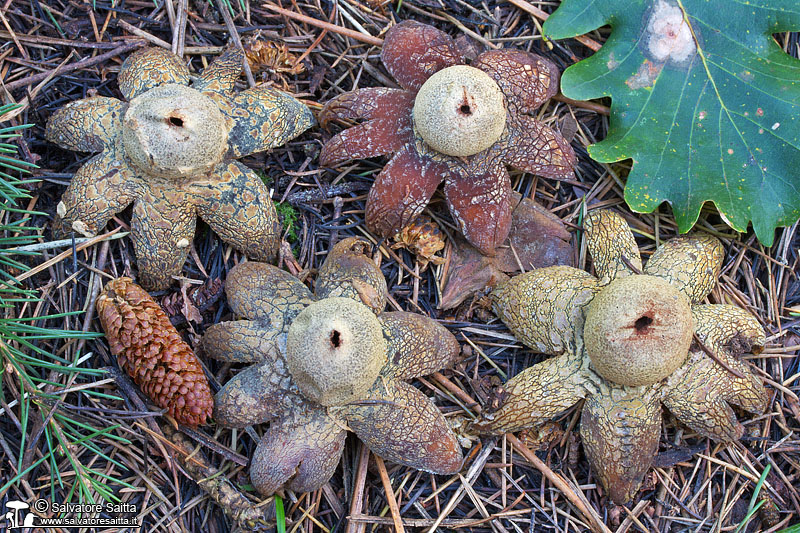 Astraeus pteridis foto 2