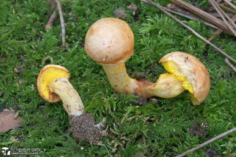 Aureoboletus gentilis foto 1