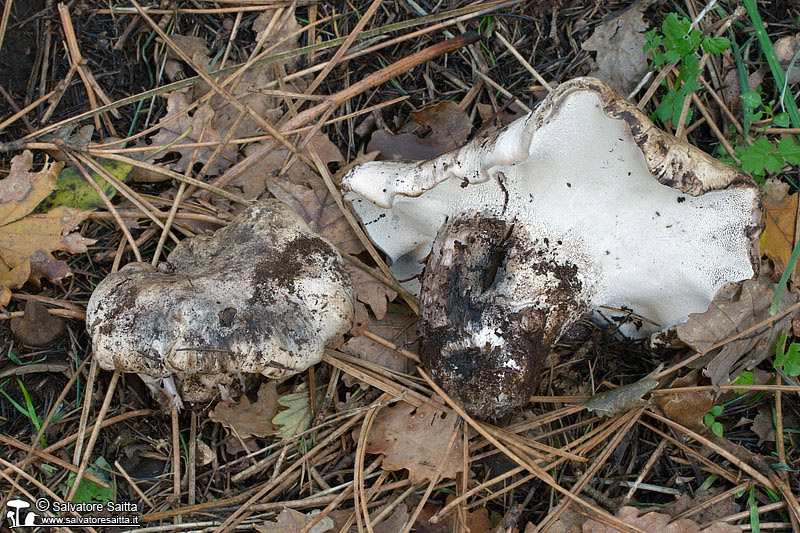 Boletopsis grisea foto 2