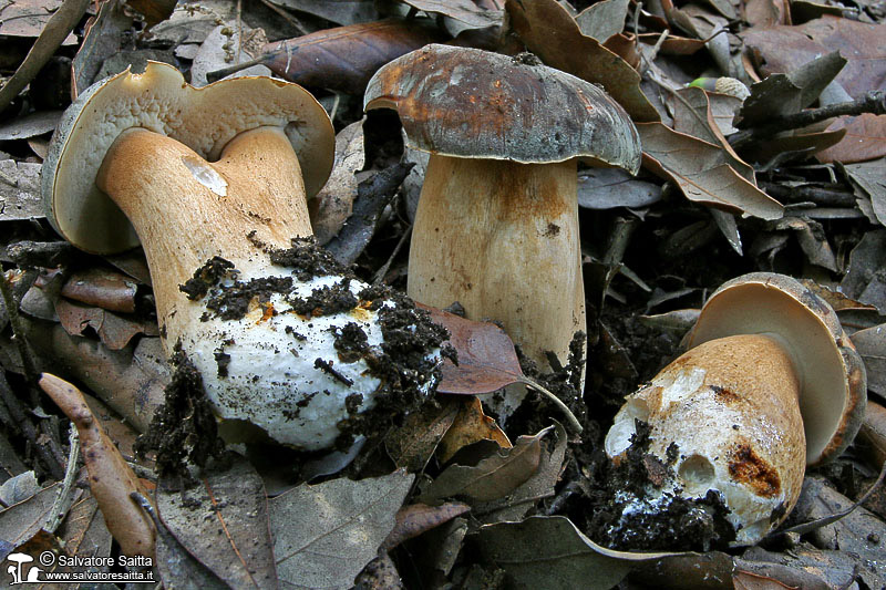 Boletus aereus foto 1