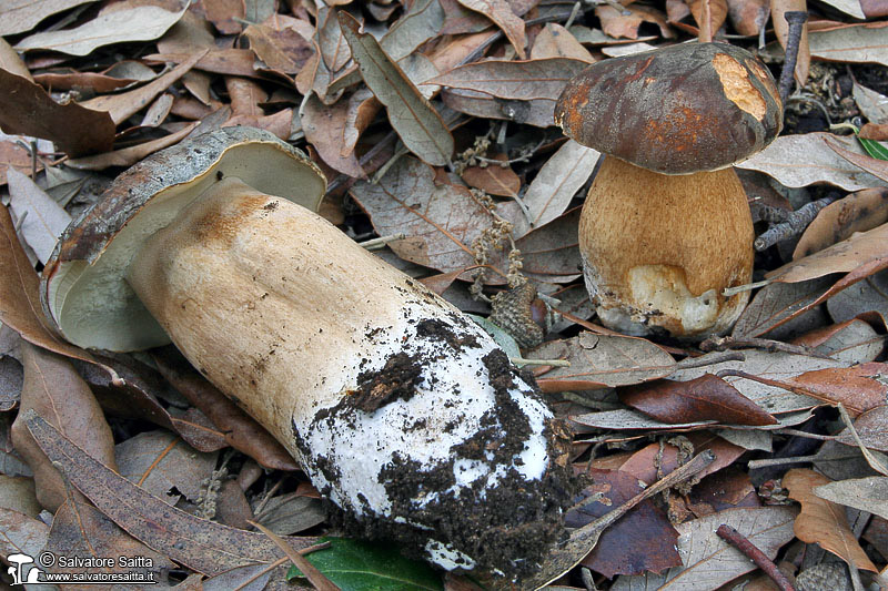 Boletus aereus foto 2