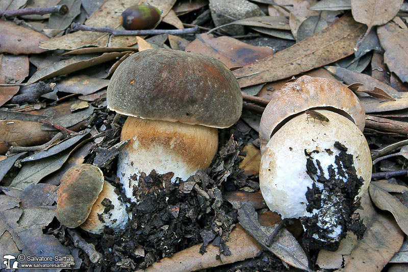 Boletus aereus foto 3