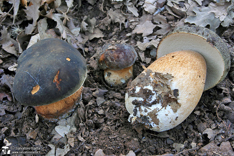 Boletus aereus foto 4