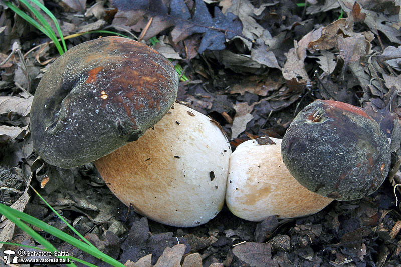 Boletus aereus foto 5