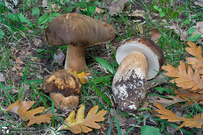 Boletus aereus foto 6