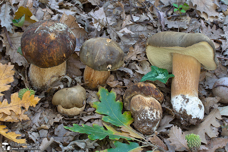 Boletus aereus foto 7