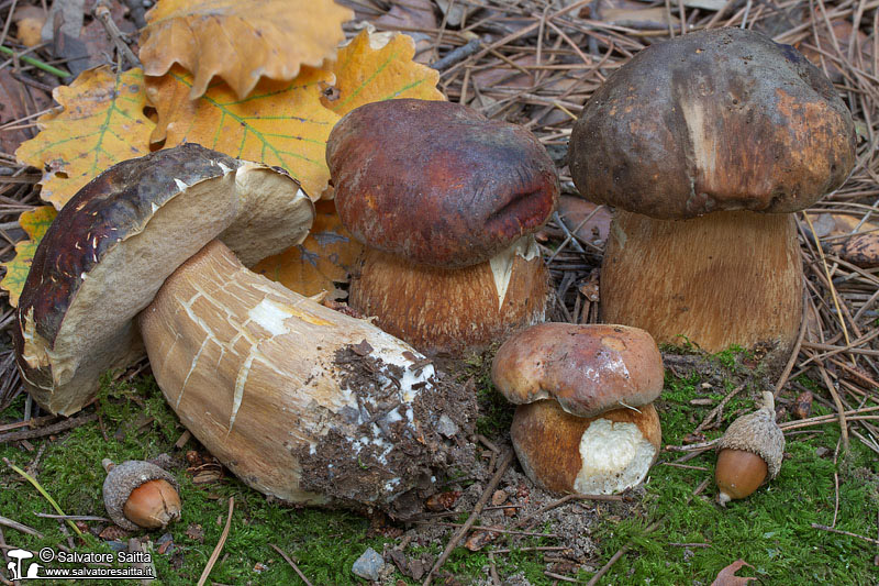 Boletus aereus foto 8