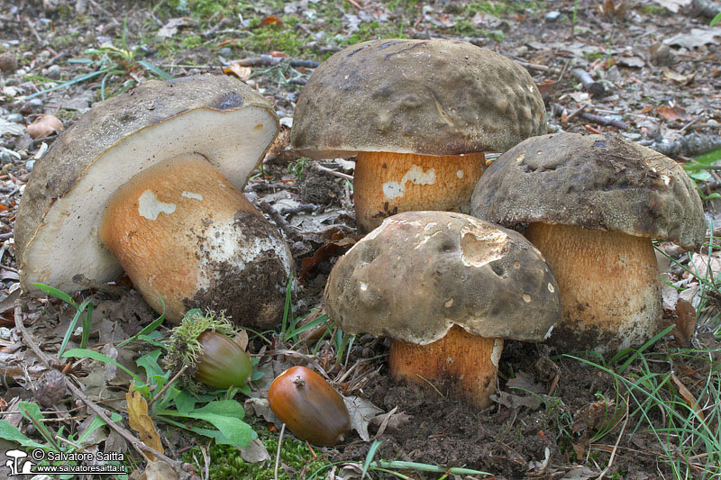 Boletus aereus foto 9