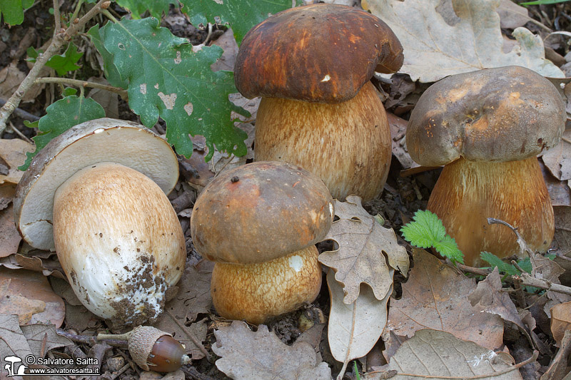 Boletus aereus foto 10