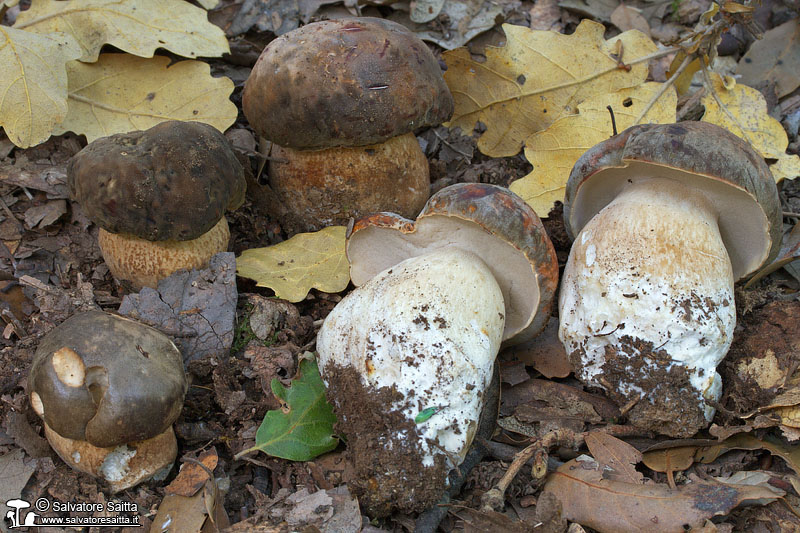 Boletus aereus foto 11