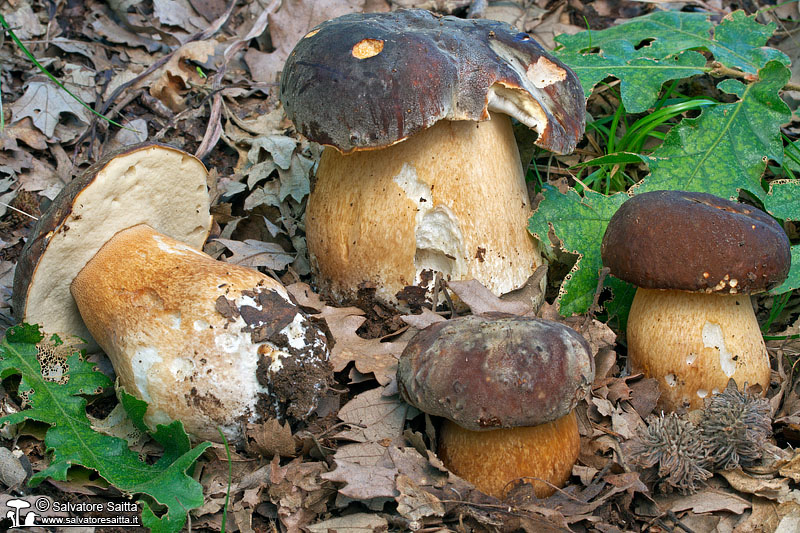 Boletus aereus foto 12