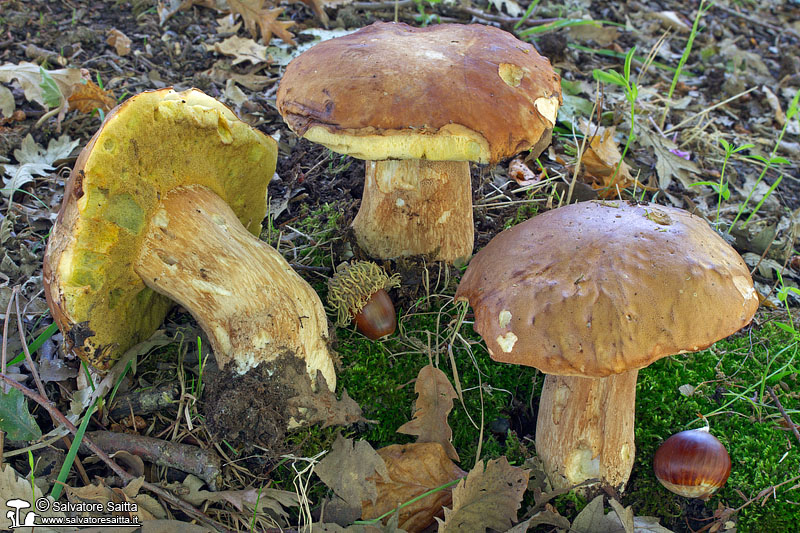 Boletus aestivalis foto 3