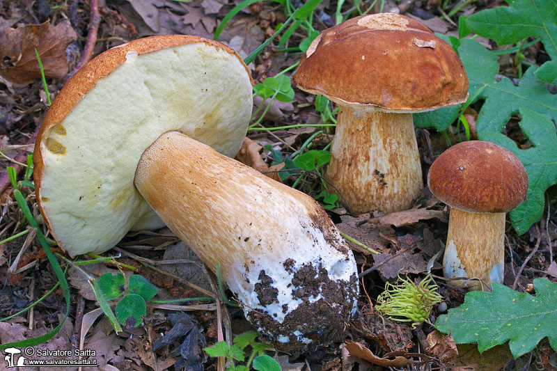 Boletus aestivalis foto 1