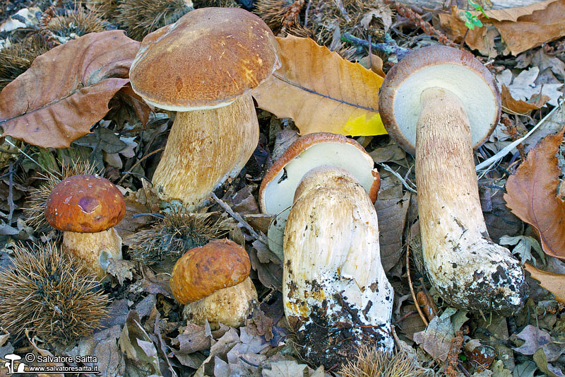 Boletus aestivalis foto 2