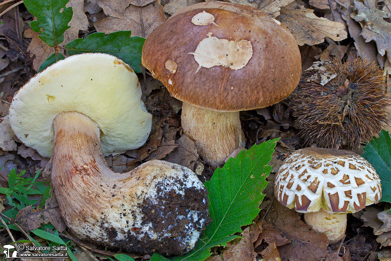 Boletus aestivalis foto 4