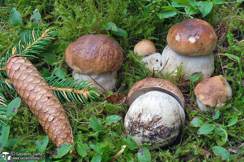Boletus edulis foto 5