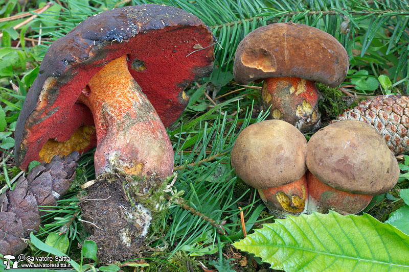 Boletus erythropus foto 2