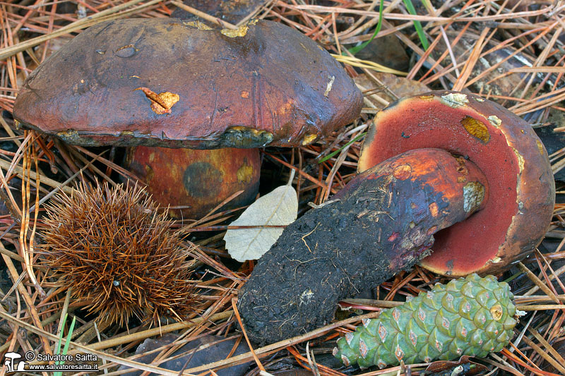 Boletus erythropus foto 1