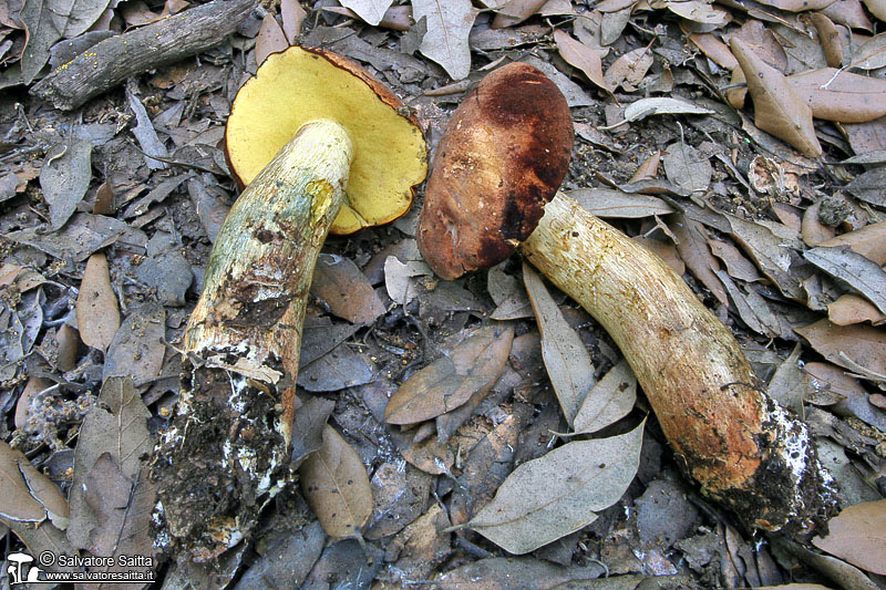 MICOLOGIA, di Salvatore Saitta Boletus fragrans