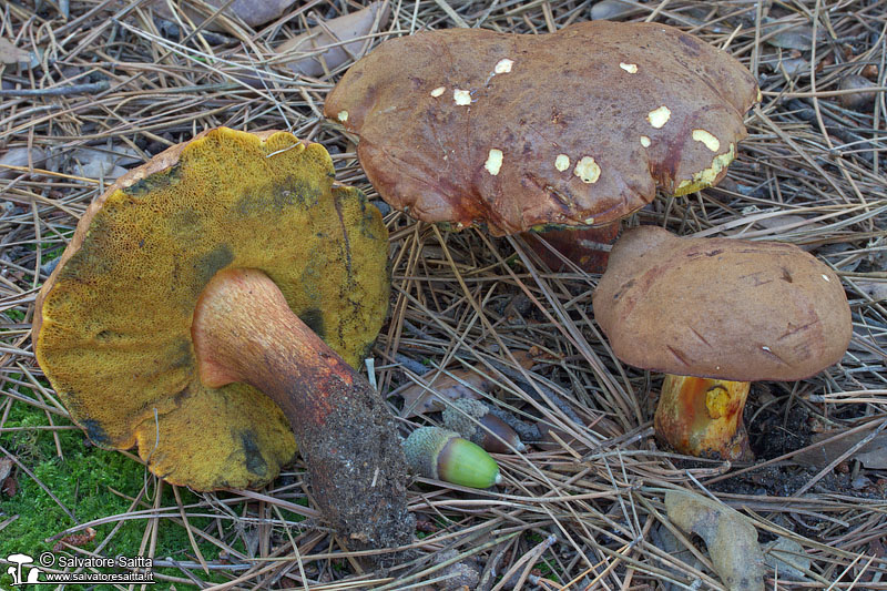 Boletus fragrans foto 1