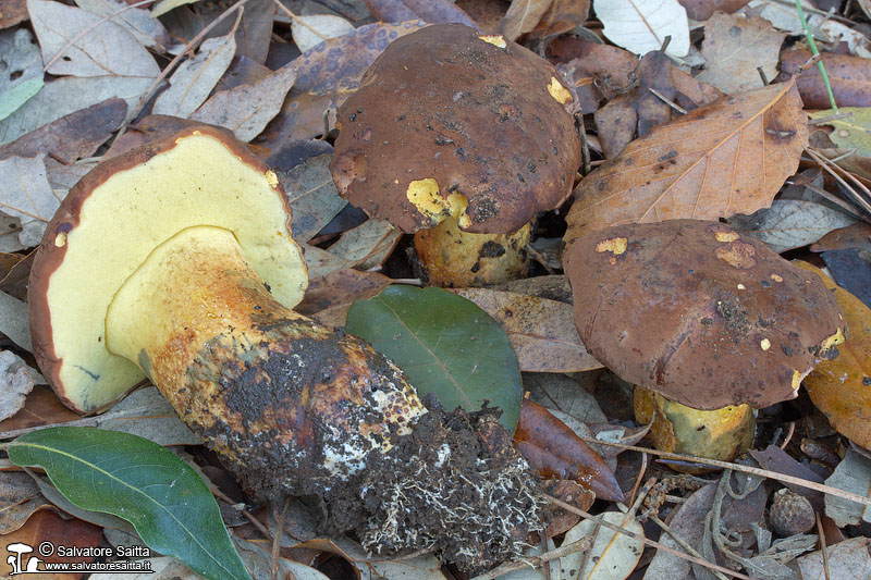 Boletus fragrans foto 2