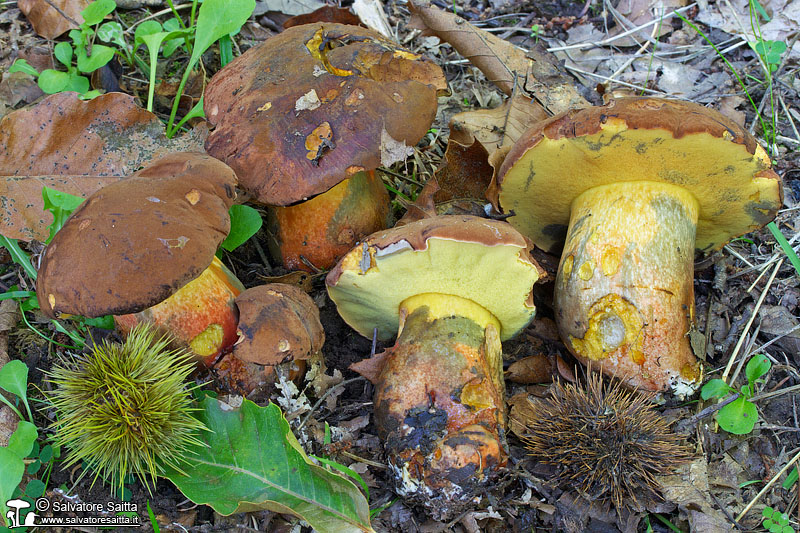 Boletus fragrans foto 3