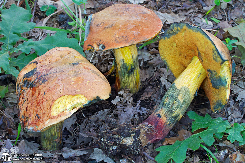 Boletus queletii foto 1