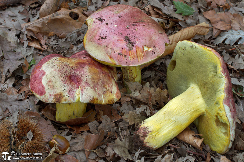 Boletus regius foto 1