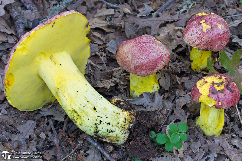 Boletus regius foto 2