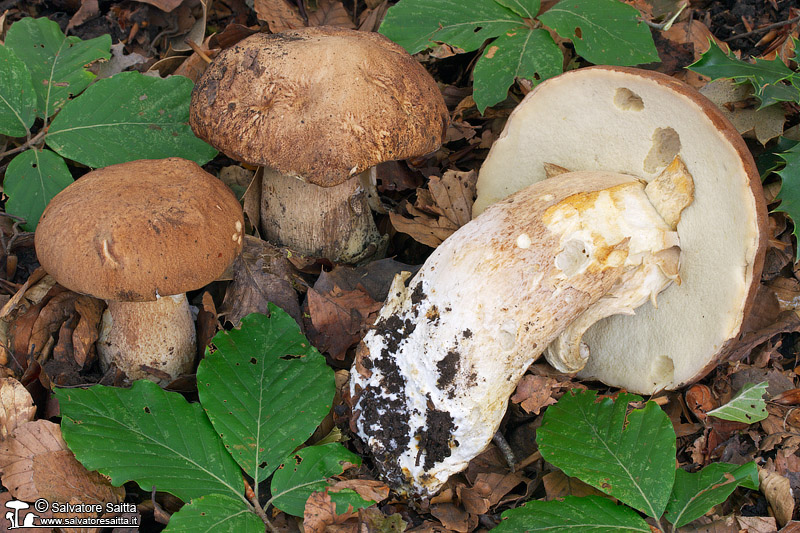 Boletus reticulatus foto 5